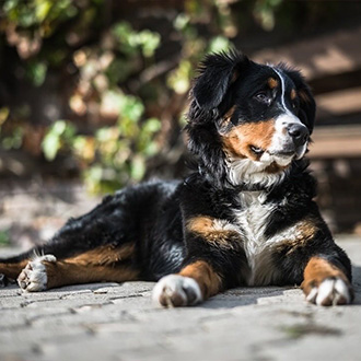 Dreaming of a dogrootie…✨