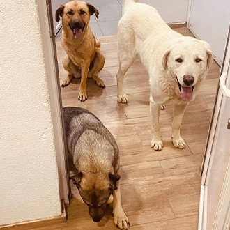 Happy Sunday from the 🐶pack.