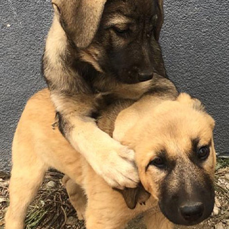 Our Crewmember Hope and Bella as Babys. So cute and playfull 🥰🐶