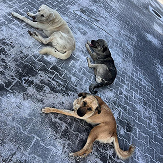 Meet the Dogrooties Family