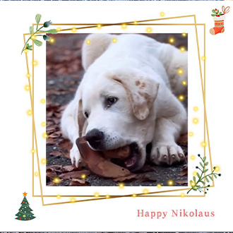 Dog Rooties wünsche allen 2 und 4 Beinern einen frohen Nikolaus 🎅🏼